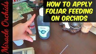 How to apply foliar feeding to orchids | Daytime | Fishmix Biobizz | Semi hydroponics