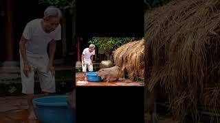 Ông Lão Và Capybara - Capy coi phim ma #veo3 #viral #funny #viralvideo #viralshorts