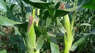 Tsavo We4141 | The best maize variety with highest yield (35bags) in small piece of land