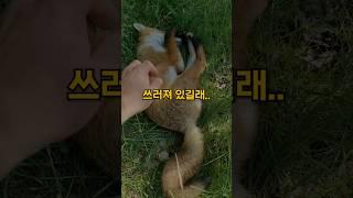 여우가 길에 쓰러져있었습니다 #shorts