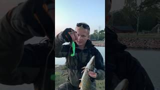 Бандита в деле проверяю! #щука #рыбалка #fishing