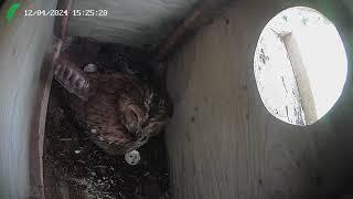 1st Tawny egg hatched