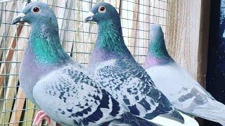 SHIPPING 16400km Kulbacki racing Pigeons wysyłka gołębi | BEST OF GERMANY  | Champion Kulbacki