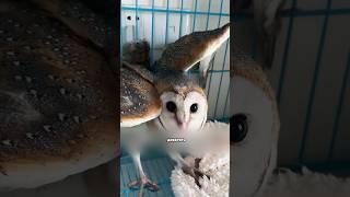 Спас сову от собаки   #животные #милыеживотные
