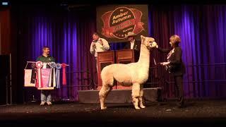 2019 Amber Autumn Alpaca Auction