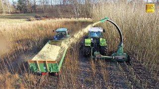 Energieholz- / Kurzumtriebsplantage - Holzernte - häckseln mit Claas Ares und John Deere 2650