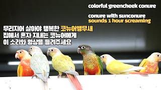 코뉴어앵무새소리 1시간  real conure sounds sunconure sounds