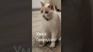 Умка секундант у них