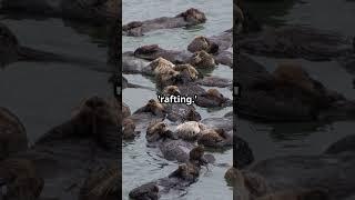 Why Sea Otters Hold Hands While Sleeping! #shorts #facts