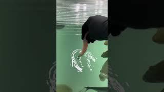 EXTREME FISH FEEDING (Dangerous)