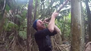 Orinoco Delta, Venezuela, jungle trek, Water from the root