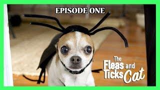 The Fleas and Ticks Cat -  Nic and Pancho Web Series Ep#1