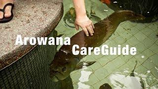 HOW TO CARE FOR AROWANA!