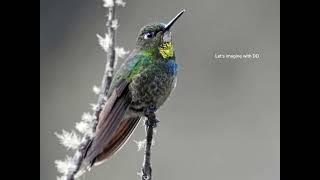 Mesmerizing nature bird #nature #birdslover #naturebirds #beautifulnature