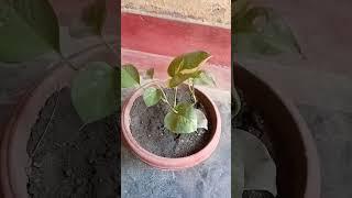 #money plant #trending #youtube #viral #soumya #shorts