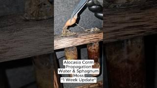 Alocasia Corm Propagation Water, Moss, Coir - Update Week 1 #alocasia #propagation