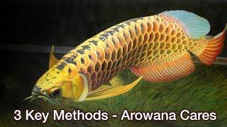 Top 3 Key Tips for Arowana Fish Care | Arowana Care Guide - Important Arowana keeping tips