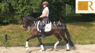 SOLD!! Dressurpony - 2011 Westfalenpony von Veivel R, Stm. ca. 1,47, L**-Dressur/FEI - Vanilla