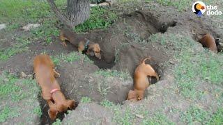 Dachshunds Dig The Best Holes | The Dodo