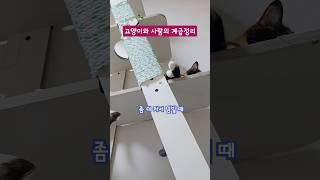 12년간 고양이 키우면서 알게 된 서열정리 방법 #고양이 #냥춘기 #cat