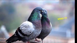 Vs Greater Sangam video Fancy Pigeon Loft | World Unique Amazing Pigeons Video | Fancy Pigeon Breeds