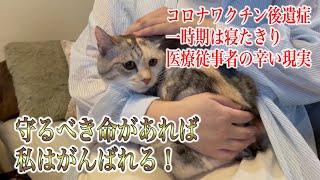 【幸せのお届け】飼い主死去により置き去りにされた猫と過酷な経験をした里親様との出会い