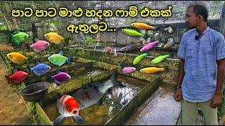 විසිතුරු මාළු ගොවිපළක් මොනවගේද... | Ornamental Fish farm tour in Sri Lanka