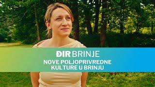 Đir Brinje - Nove poljoprivredne kulture u Brinju