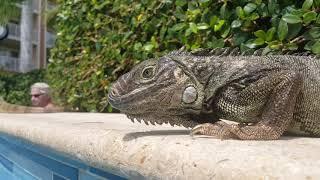 The amazing Iguanas of Aruba