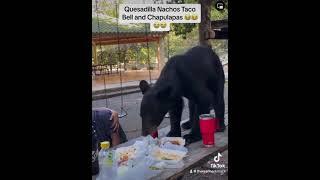 Bears love Mexican Food 