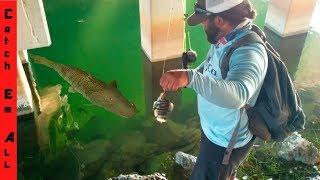 GIANT STRIPED FISH Takes FISH on the FISHING LINE in CRYSTAL CLEAR WATER!