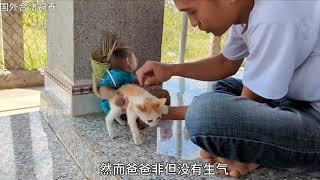 a baby monkey that is familiar with cats