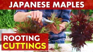 Rooting Japanese Maple Tree Cuttings | Summer Propagation