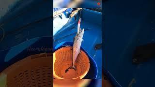 Catching King Fish Using Fishing Lure as Bait #fishing #fishingvideo #fishingtime