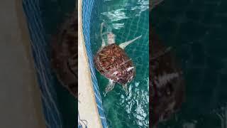 Rescued Sea Turtles healing in Thailand   #rescue #health #turtle #animals #animallover