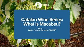 WSET Bitesize – Catalan Wine Series: What is Macabeu?