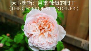 大卫奥斯汀月季 慷慨的园丁 David Austin The Generous Gardener Rose