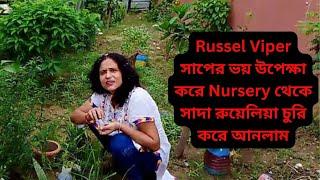 Bengali Vlog # Russel Viper সাপের ভয় উপেক্ষা করে Nursery থেকে সাদা রুয়েলিয়া চুরি করে আনলাম