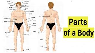 Parts of the body in English | External parts of a human body | Human anatomy | External body parts