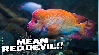 Red Devil Cichlid Care Guide: Tips for monster Fish Enthusiasts | Understanding Behavior & Care