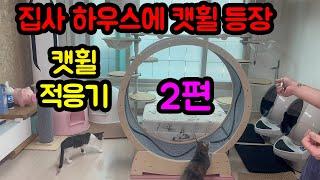 츄르로 꼬시는 캣휠교육 2편