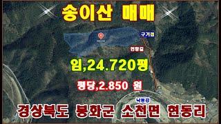 물번,423번)  송이산 임야,24.720평 평당,2.850원에 매매합니다, 농림지역,임업용산지, 이부 지적도상의 도접하나 현황길 있으며 구거 물 맑은 계곡도 접하고 있습니다 .