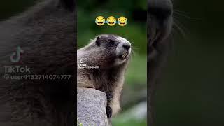 Bangla funny video 