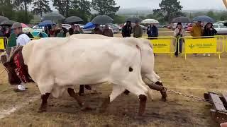 Concurso de arrastre de Llanera