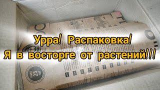 Урра!!! Распаковка!!! Я в восторге от новых растений!!!