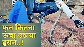 जबरदस्त नाग जल्दी मिला.. see the the height the cobra raises..