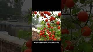 Tomato cultivation on the balcony  #farming #garden #tomatoes #comonngarden #bahçıvanlık