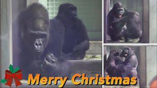 Gorilla⭐️ A wonderful Xmas present from Gentaro to his younger brother Kintaro! 【Momotaro family】