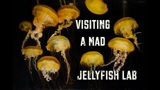 Visiting A Mad Jellyfish Lab