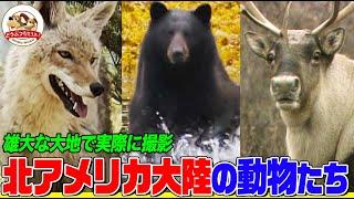 【北アメリカ大陸に住むどうぶつ特集】巨大ネコのパンチ！大群のヘビ！伝説の白いクマ！ビーバーの建築術！雄大な自然の中で生き抜く動物たちを実際に撮影【どうぶつ奇想天外／WAKUWAKU】